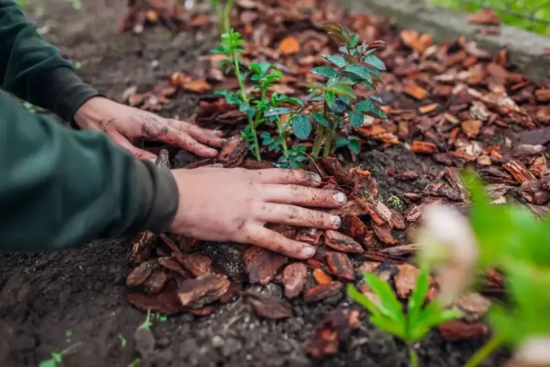 🌱 Záhrada a pestovanie