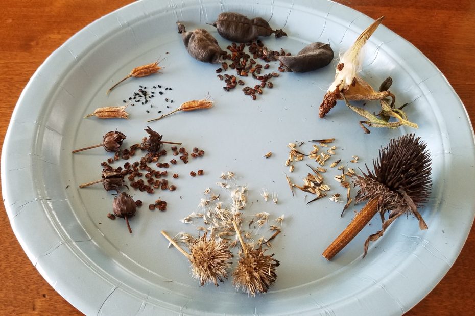 🌱 Záhrada a pestovanie