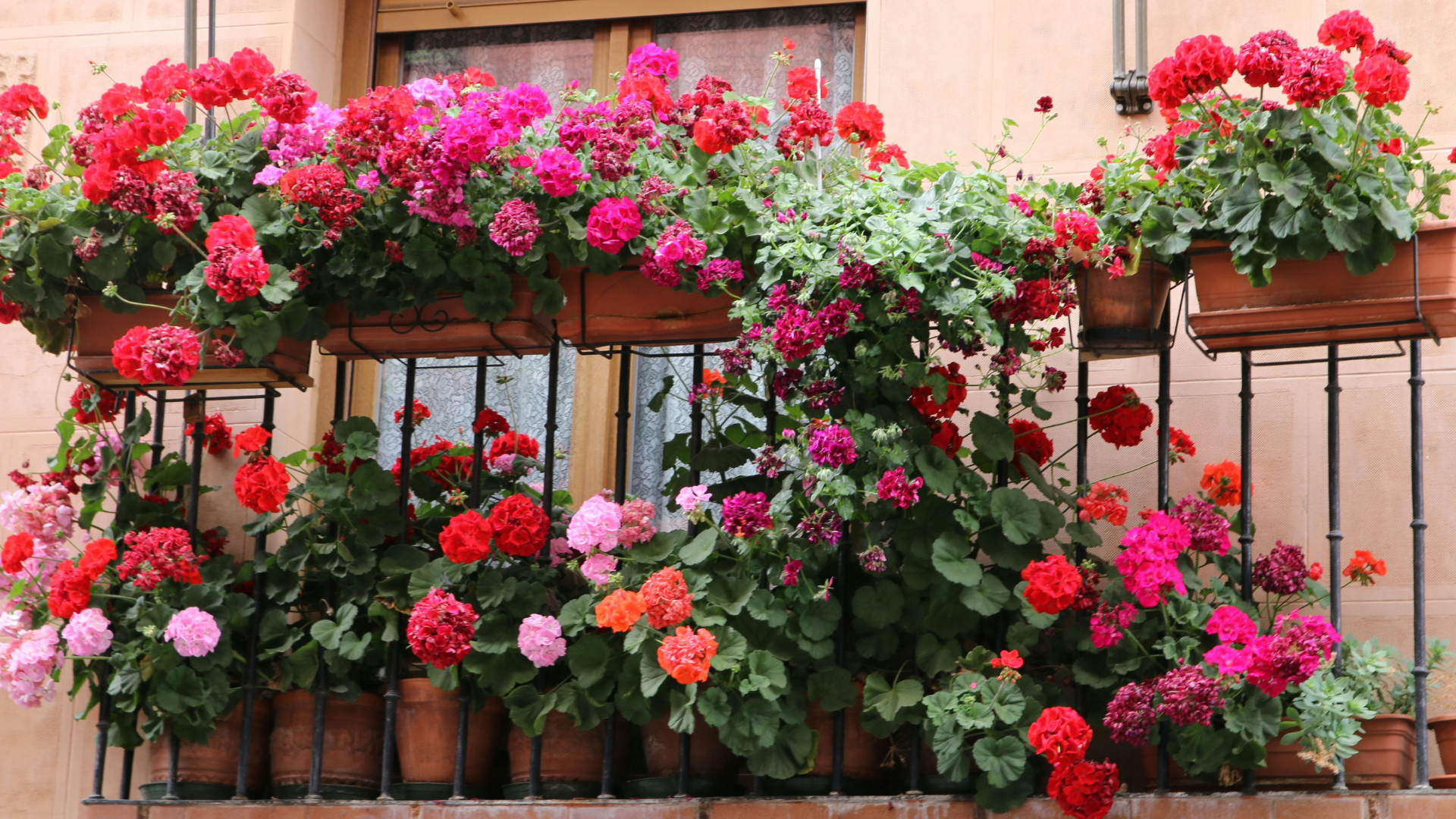 Letničky na balkóne: Malý kúsok leta, ktorý rozkvitne každý deň 🌸