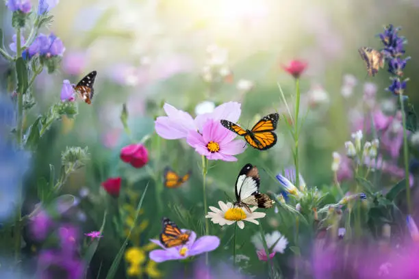 Motýle v záhrade: jemná krása, ktorá začína úplne nenápadne 🦋