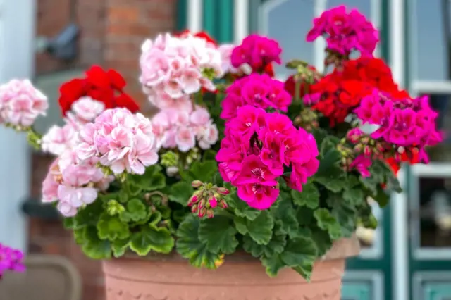 Muškáty: Prečo sú stále najobľúbenejšími balkónovými kvetmi? 🌺