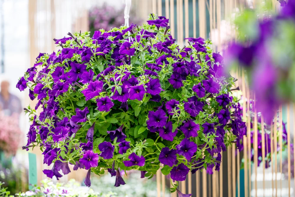 Petúnie: Kráľovné balkónov, ktoré kvitnú celé leto 🌸