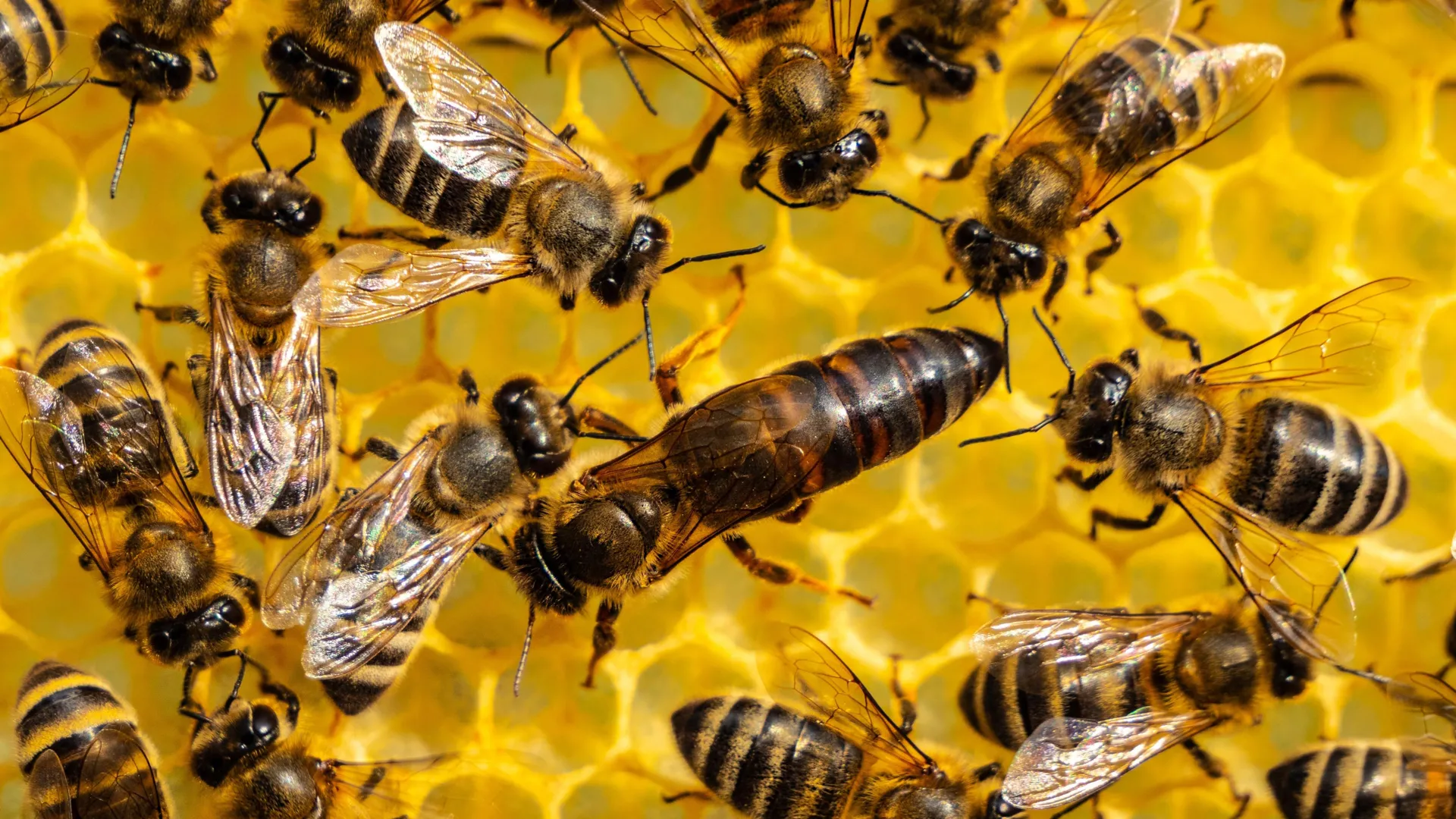 Včely v záhrade: tichí pracovníci, bez ktorých by kvety nefungovali 🐝