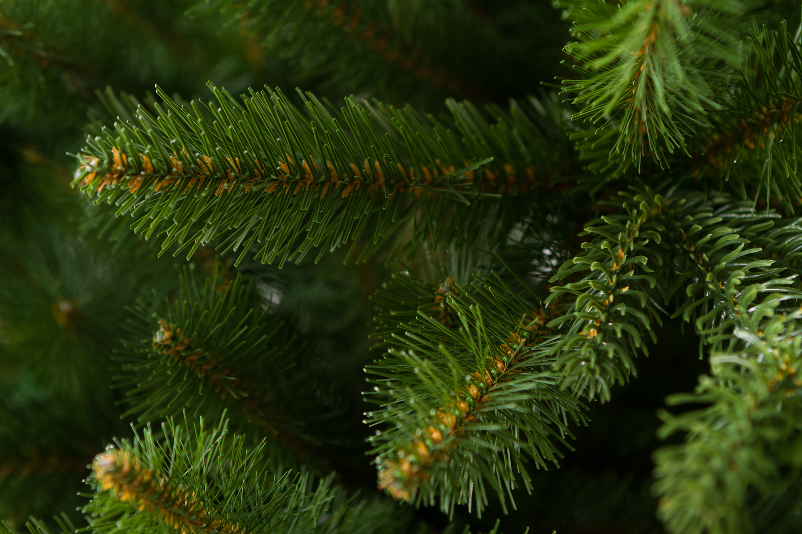 Smrek Šumavský poliehavý 240 cm