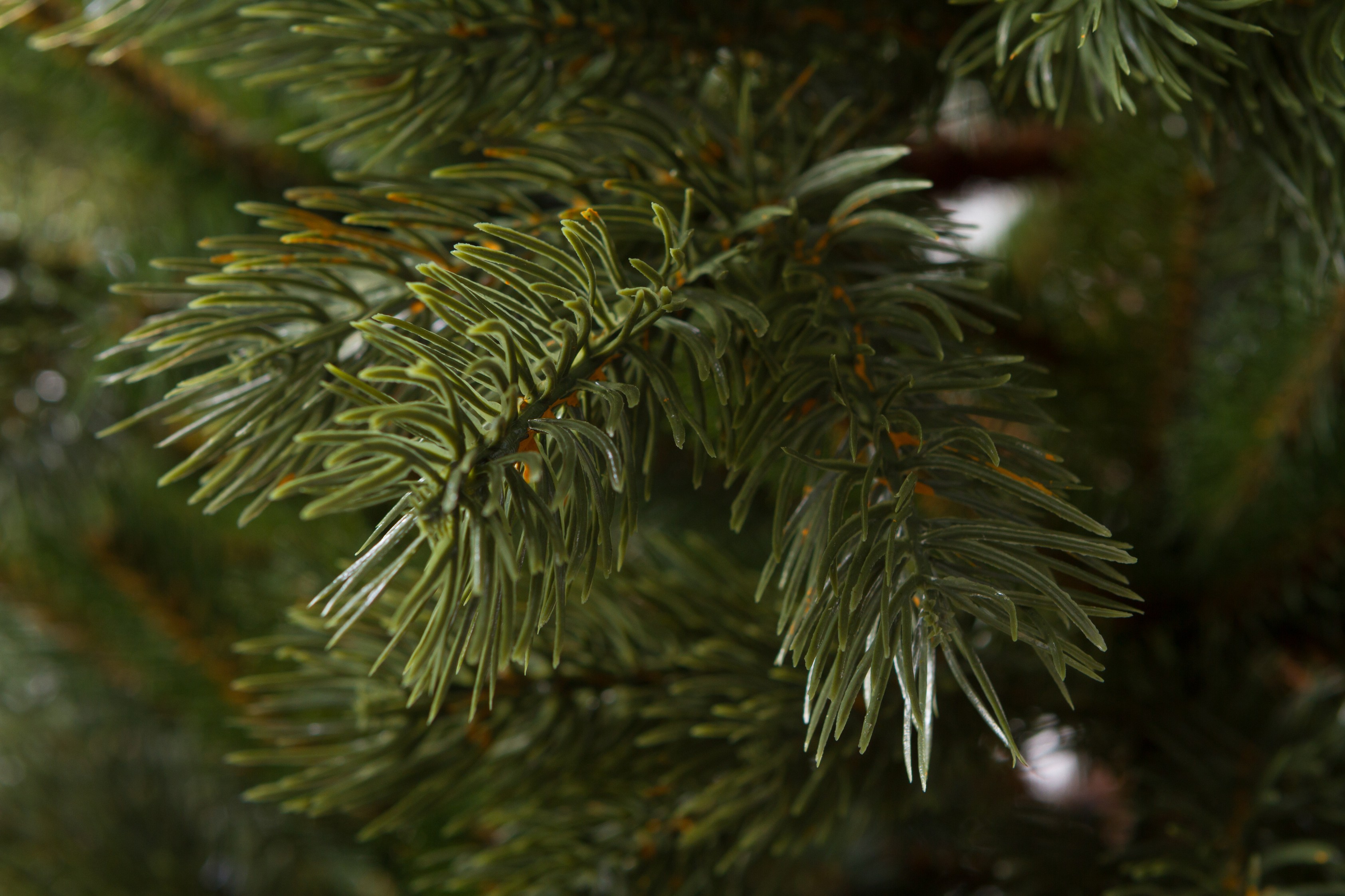 3Darbo umelá vianočná borovica Strážovská 180 cm