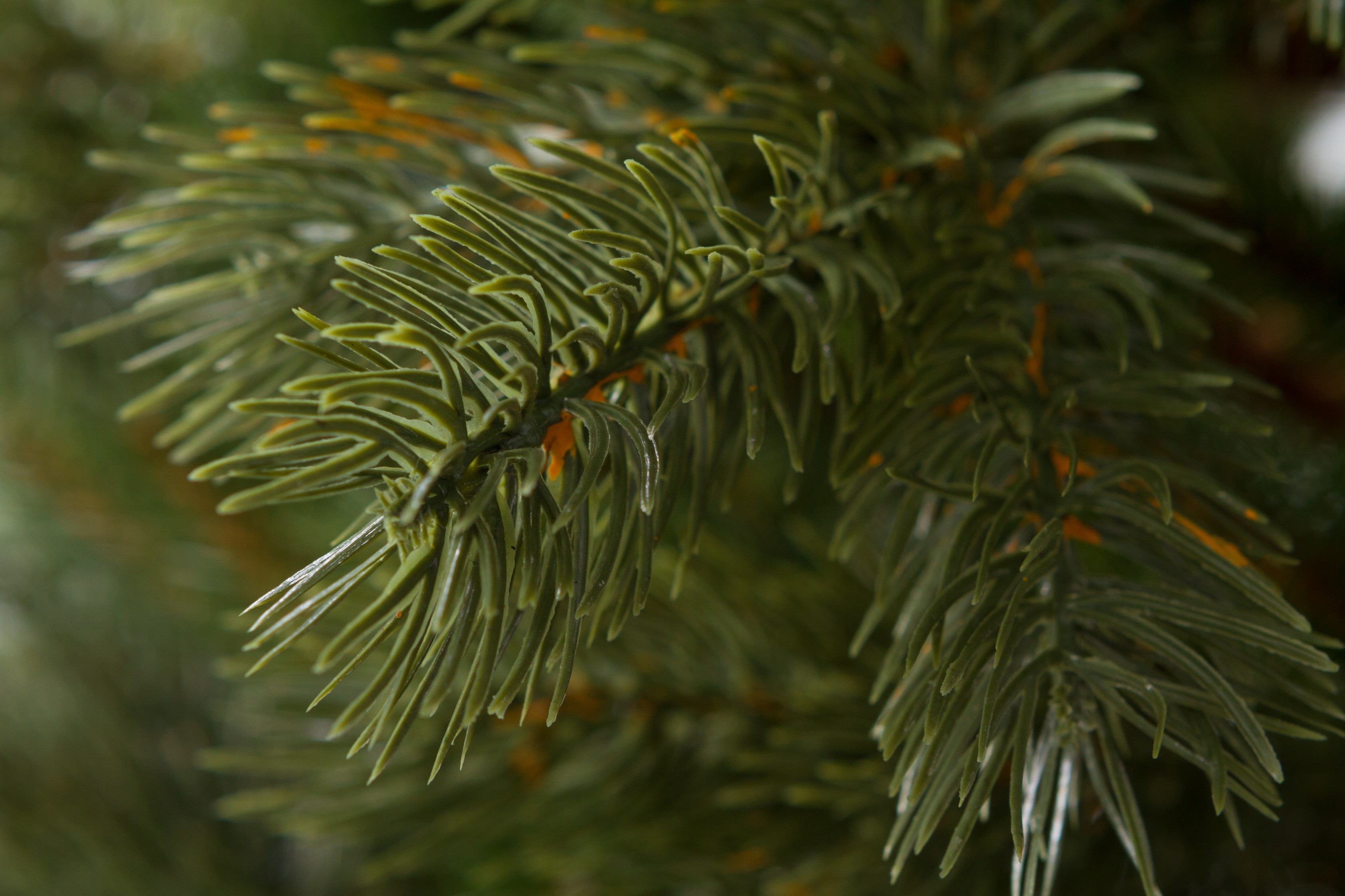 3Darbo umelá vianočná borovica Strážovská 180 cm