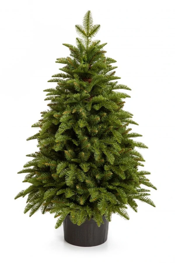 Jedlička Krkonoš 3D 80 cm