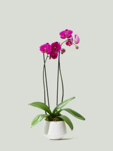 Orchidea darčekovo ozdobená na donašku